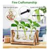 Desktop Glass Planter Bulb Plant Terrarium with Wooden Stand